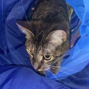 Meet your Posher, Nicolas